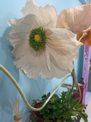 -斐尔国际皮肤管理中心