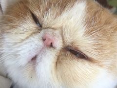 -喵屿·大理花园猫咖