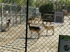 -北京麋鹿生态实验中心