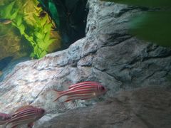 -上海海洋水族馆