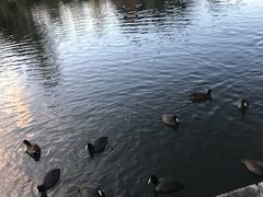 -墨尔本皇家植物园