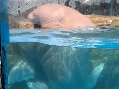 -海合安成都极地海洋公园
