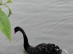 -鹅湖玫瑰文化园