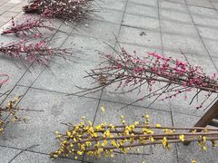 -南山植物园