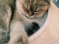 -飞行喵MR PILOT|猫舍·猫咖(静安大融城店)