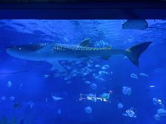 -烟台海昌鲸鲨海洋公园