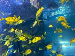 -太平洋海底世界