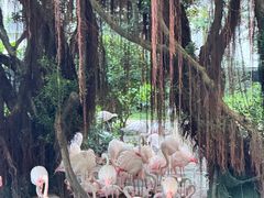 -香港皇家太平洋酒店