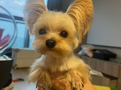 -萌兽医馆·宠物医院·猫骨科(创景店)