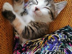 -瑞派宠物医院·犬猫全科·猫友好(宾水西道店)