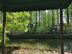 -合肥滨湖国家森林公园