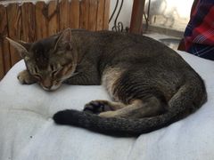 -喵屿·大理花园猫咖