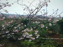 -天适樱花悠乐园