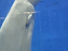 -泉城欧乐堡海洋极地世界