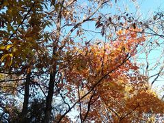 -北京西山国家森林公园