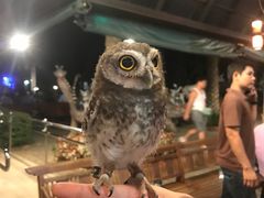 -清迈夜间动物园