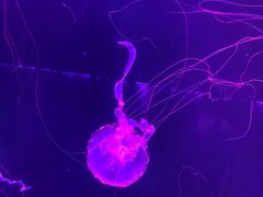 -苏州海洋馆