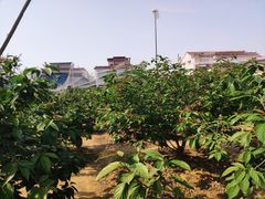 -樱桃沟景区