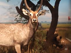 -陕西自然博物馆