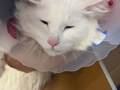 -天使宠物医院·犬猫分诊(彩虹店)