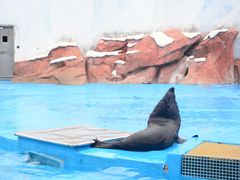 -上海海昌海洋公园