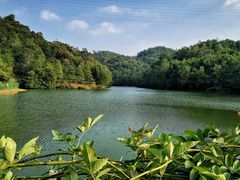 -中山市树木园