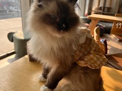 -藏猫猫咖啡主题馆(中央大道店)