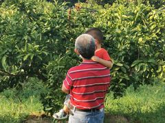 -前小桔亲子创意农场·草莓采摘·露营烧烤