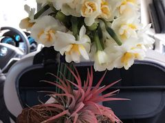 -龙大花卉苗木市场