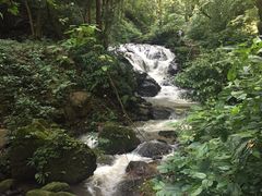 -莫里热带雨林景区