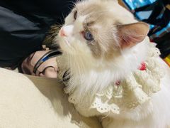 -啵啵喵·猫咖(攀华国际店)