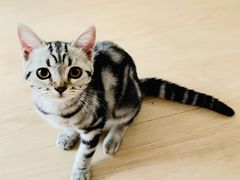 -纳吉亚猫专科动物医院博雅分院