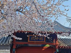 -桃花堤公园