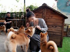 -柴犬高等学院·狗咖·柴犬售卖·宠物训练