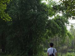 -桤木河湿地公园