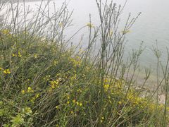 -羊山湖公园