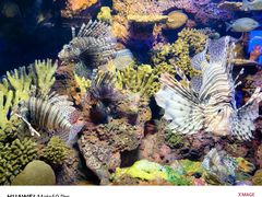 -上海海洋水族馆