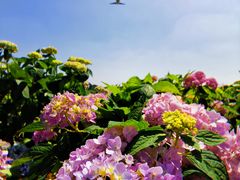 -空港花田景区