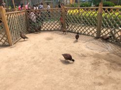 -萌宠亲子动物乐园(槐房万达店)