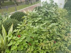 -深圳国际园林花卉博览园