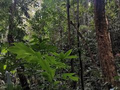 -中国科学院西双版纳热带植物园
