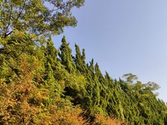 -东平国家森林公园