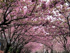 -高东镇樱花园