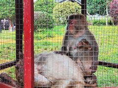 -武汉紫薇都市田园