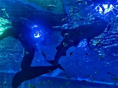 -成都浩海立方海洋公园