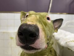 -Oh My Dog宠物沙龙(伊珊娜皮毛护理店)