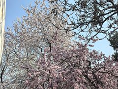 -桃花堤公园