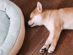 -翊宠yipet猫狗购宠庄园犬舍•猫舍