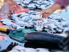 -南戴河海滨市场