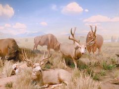 -陕西自然博物馆